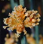 E. viridis photo