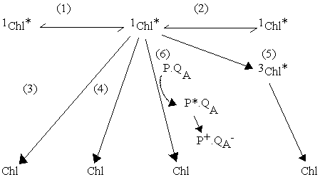 Pq fluorescent 